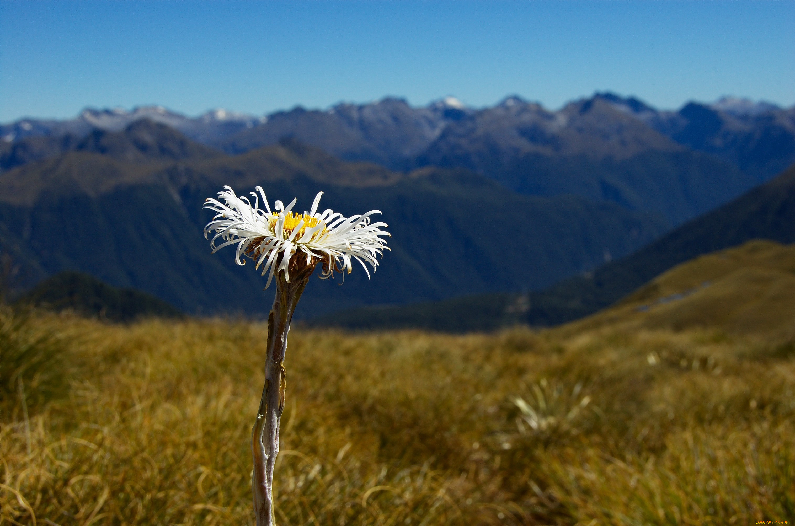 , , , fiordland